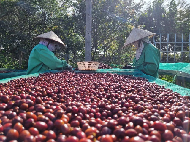 Nỗ lực xuất khẩu cà phê đạt 5 tỉ USD