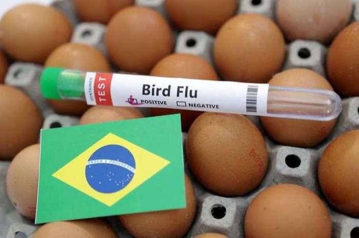 Cúm gia cầm độc lực cao lây lan, Brazil tuyên bố tình trạng khẩn cấp