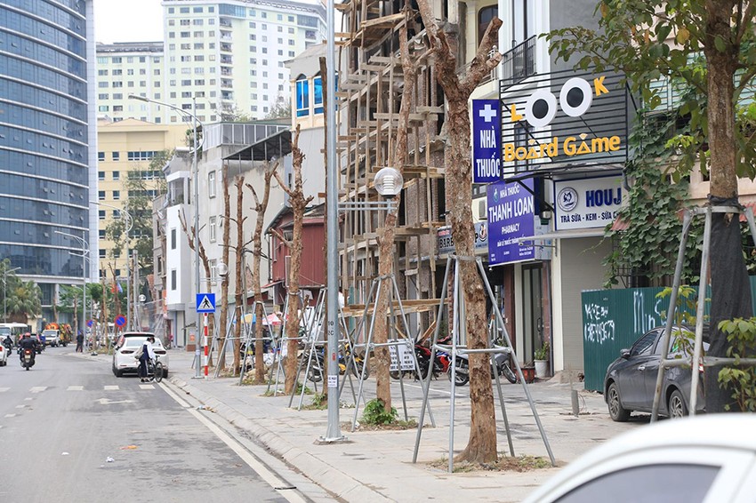 Hà Nội: Hàng loạt cây xanh trên phố Huỳnh Thúc Kháng chết khô