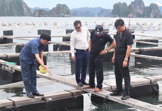 Quảng Ninh: Thu hút 03 dự án nuôi trồng thủy sản biển hiện đại kết hợp dịch vụ, du lịch trải nghiệm.